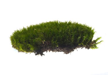 Beyaz arkaplanda yosun izole edildi