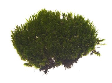 Beyaz arkaplanda yosun izole edildi