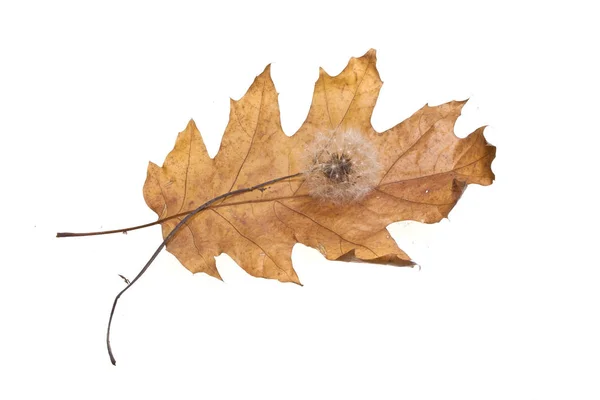 Feuille de l'arbre isolé sur fond blanc — Photo