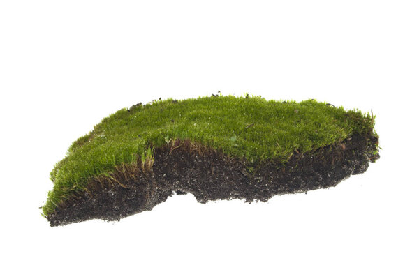 moss isolated on white background