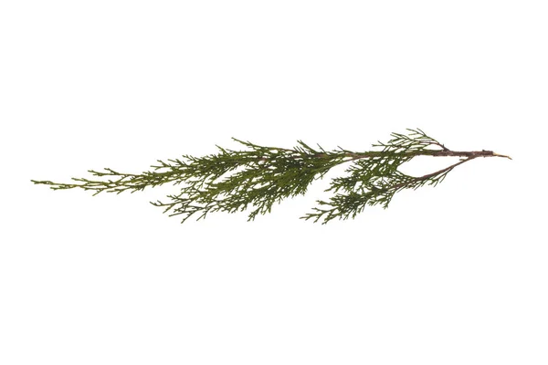 Thuja isolé sur fond blanc — Photo