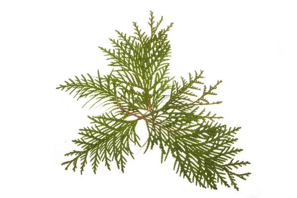 thuja beyaz arkaplanda izole