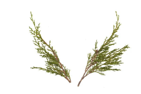 Thuja isolado no fundo branco — Fotografia de Stock