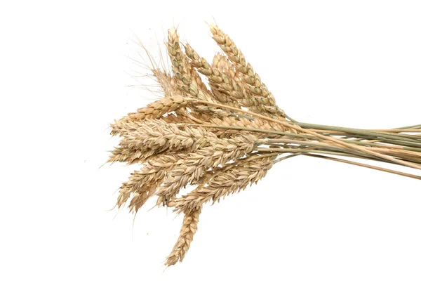 Beyaz arkaplanda buğday izole