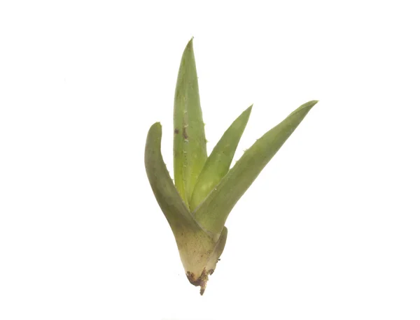 Aloe elszigetelt fehér háttér — Stock Fotó