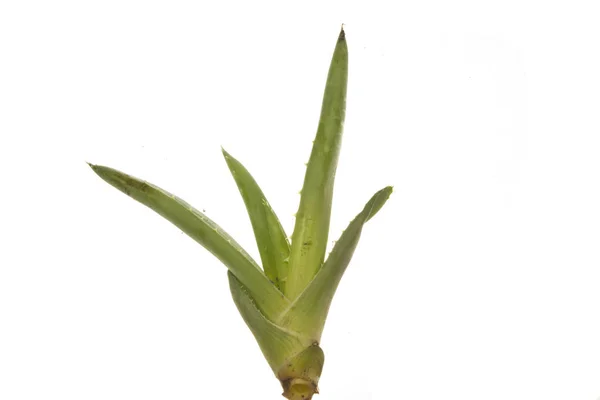 Aloe isolado sobre fundo branco — Fotografia de Stock