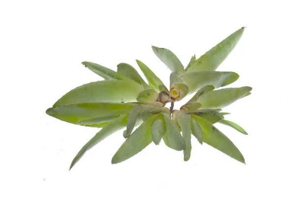 Aloe beyaz arkaplanda izole edildi — Stok fotoğraf