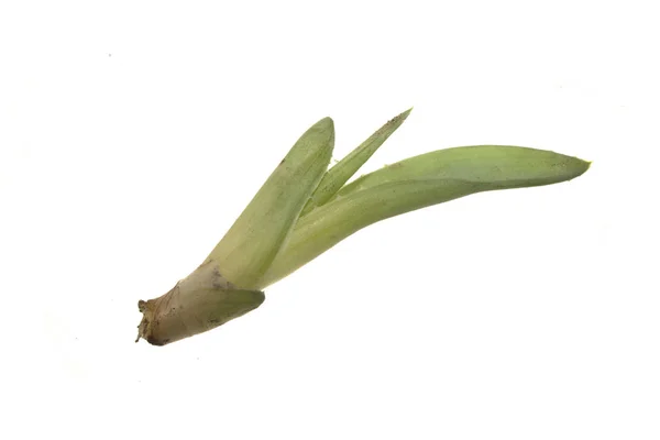 Aloe isolé sur fond blanc — Photo