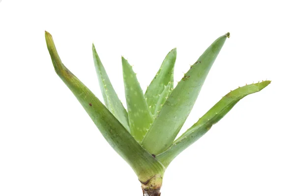 Aloe izolat pe fundal alb — Fotografie, imagine de stoc
