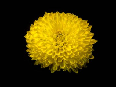 Çiçek siyah arkaplanda izole edildi