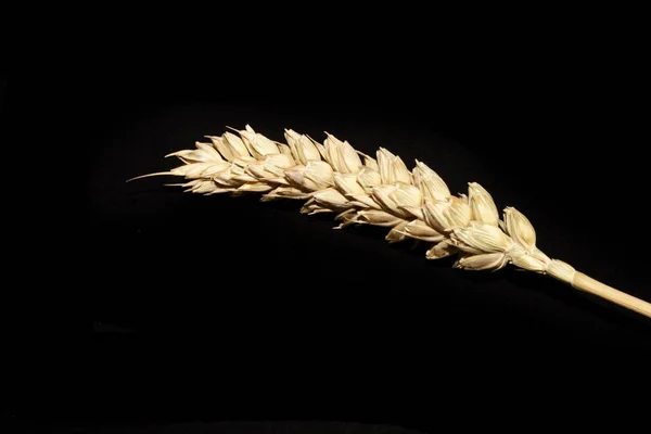 Weizen isoliert auf schwarzem Hintergrund — Stockfoto