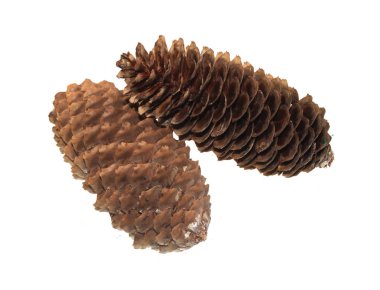 Beyaz arkaplanda koni izole edildi