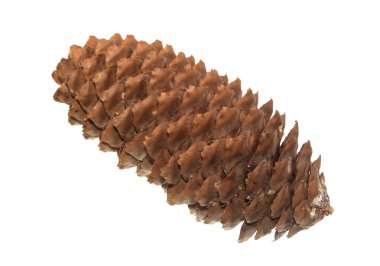 Beyaz arkaplanda koni izole edildi