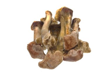 Beyaz arka plan üzerinde izole kemik