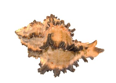 deniz kabuğu siyah arkaplanda izole