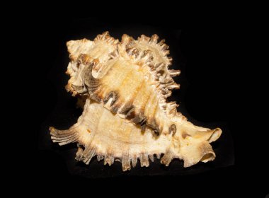 deniz kabuğu siyah arkaplanda izole