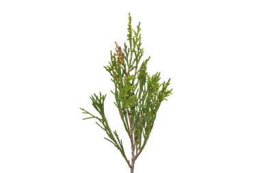 thuja beyaz arkaplanda izole