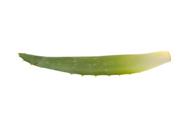 Aloe beyaz arkaplanda izole edildi
