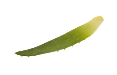 Aloe beyaz arkaplanda izole edildi
