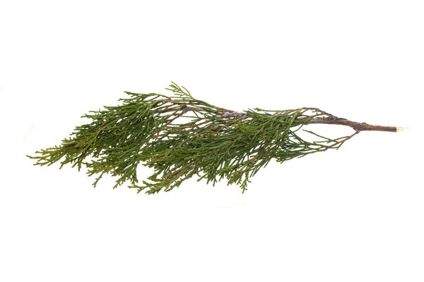 туя изолированы на белом фоне