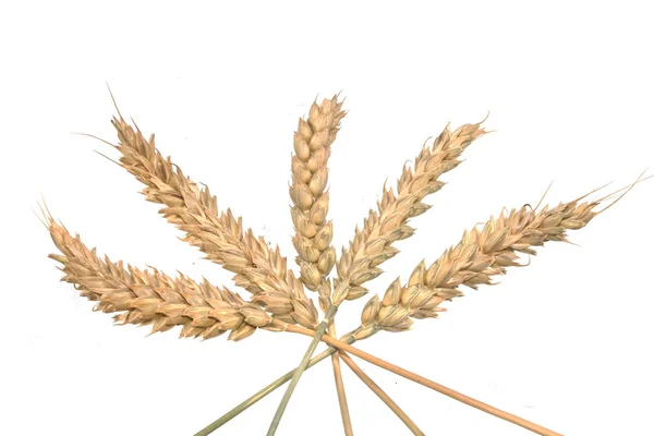 Wheat isolated on black background — Stock Photo, Image