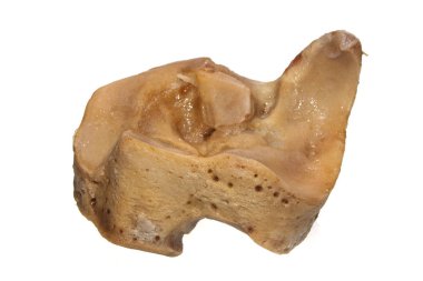 Beyaz arka plan üzerinde izole kemik