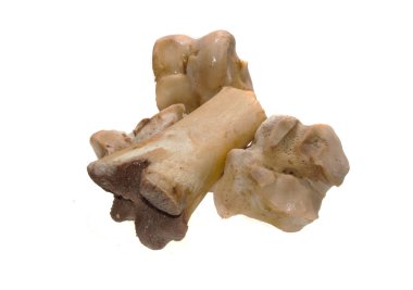 Beyaz arka plan üzerinde izole kemik