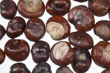 arkaplan olarak çok fındık