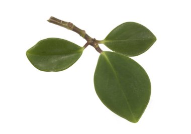 Beyaz arkaplanda yaprak izole edildi