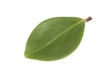 Beyaz arkaplanda yaprak izole edildi