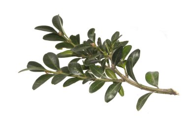 Beyaz arkaplanda yaprak izole edildi