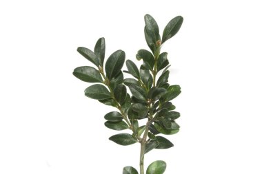 Beyaz arkaplanda yaprak izole edildi