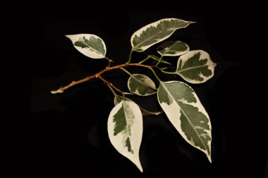 Beyaz arkaplanda yaprak izole edildi