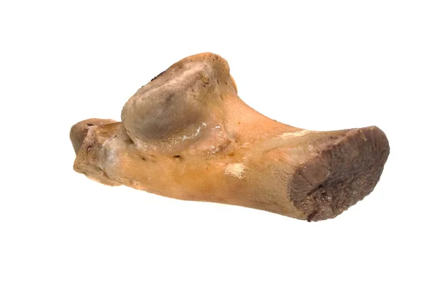 흰색 배경에 고립 된 뼈 — 스톡 사진