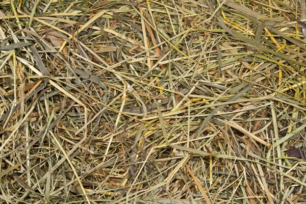 Hierba seca como fondo — Foto de Stock