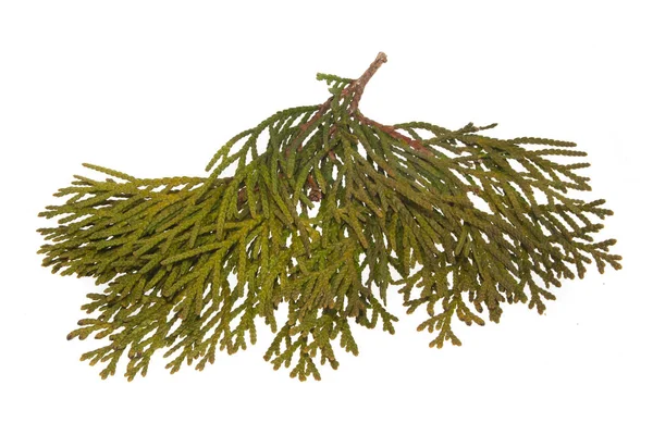 Thuja izolované na bílém pozadí — Stock fotografie