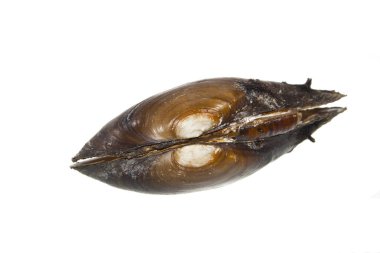 Beyaz arkaplanda deniz kabuğu izole