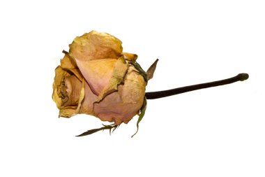 Kuru gül izole üzerinde beyaz arka plan