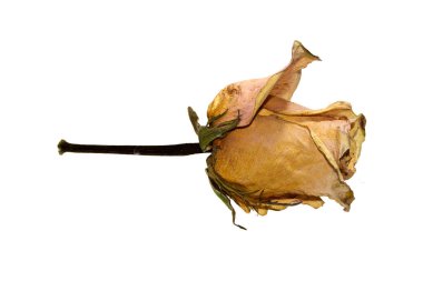 Kuru gül izole üzerinde beyaz arka plan