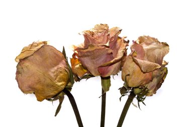 Kuru gül izole üzerinde beyaz arka plan