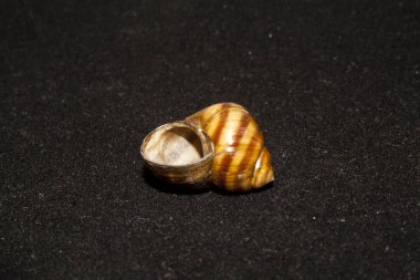 deniz kabuğu siyah arkaplanda izole