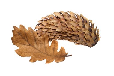 Beyaz arkaplanda koni izole edildi