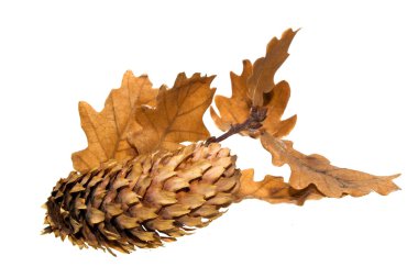 Beyaz arkaplanda koni izole edildi