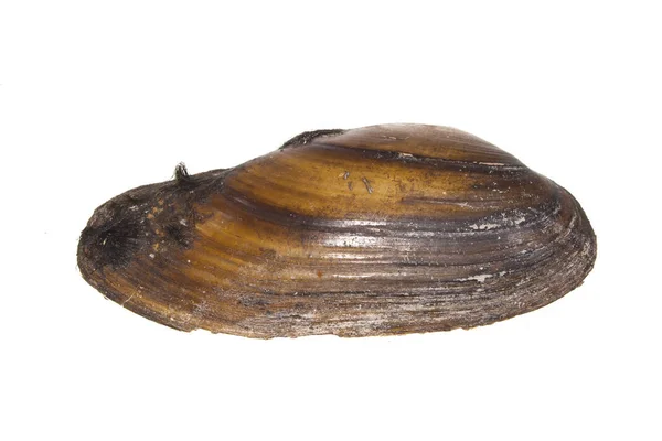 Seashell isolerad på vit bakgrund — Stockfoto