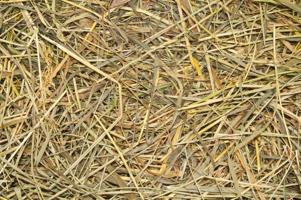 Hierba seca aislada sobre fondo blanco — Foto de Stock