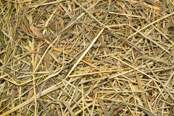 Hierba seca aislada sobre fondo blanco — Foto de Stock