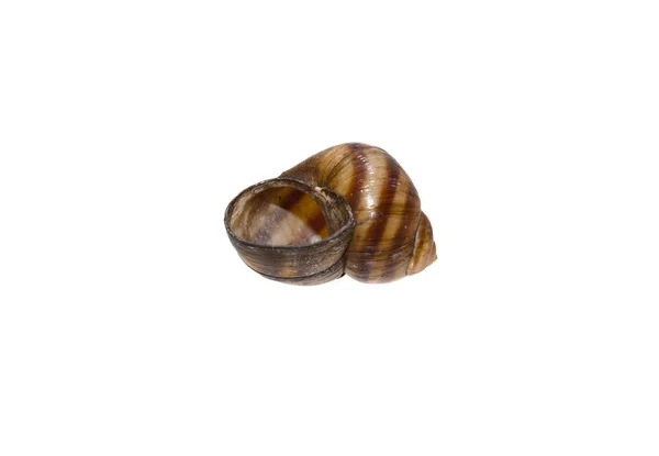 Seashell isolated on white background — Stock Photo, Image