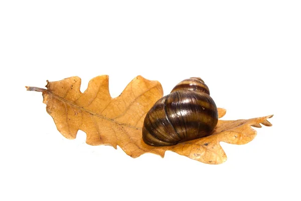 Coquille isolée sur fond blanc — Photo