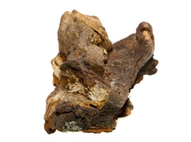 Beyaz arkaplanda ağaç kabuğu izole