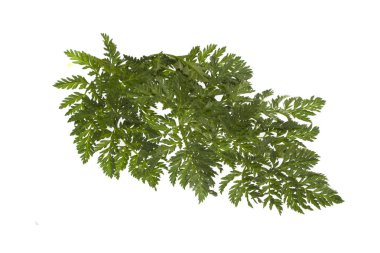 Beyaz arkaplanda yeşil yaprak izole edildi